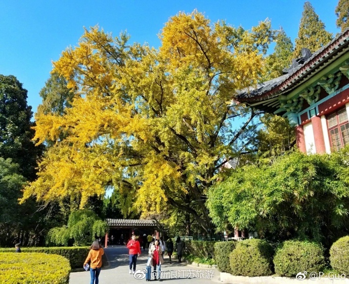 南师大随园校区，来东方最美校园看银杏[羞嗒嗒]|随园|校园|校区_新浪新闻