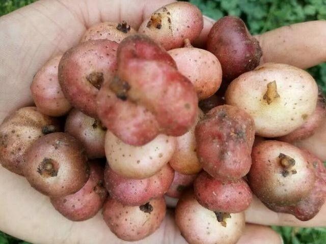 农村小时候常吃的7种野果,你吃过几种呢?