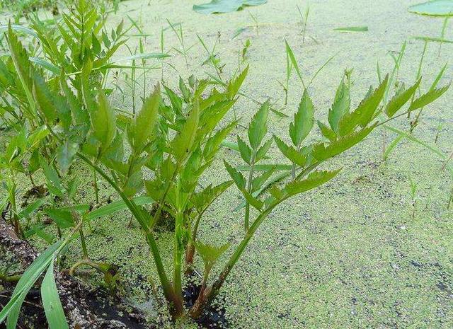 虽然被称为"野芹菜",但你在网上查阅时发现"野芹菜"也叫毒芹,是有毒的