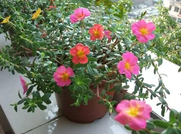 经常把花浇死那就养这几种不怕浇水的花任性浇水都不怕