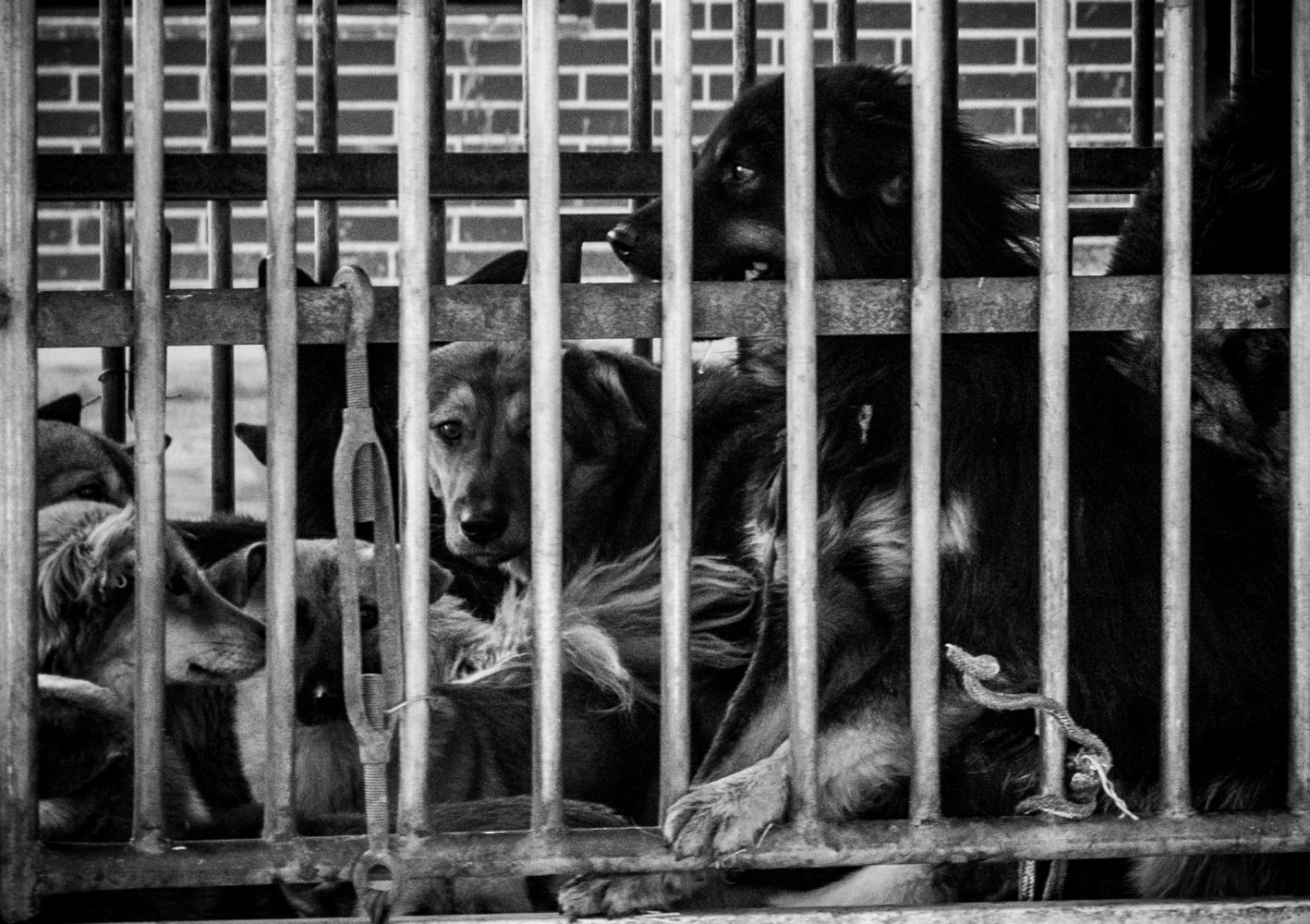 被收狗人关在笼子里那一刻,狗狗就知道了自己的命运,表情绝望