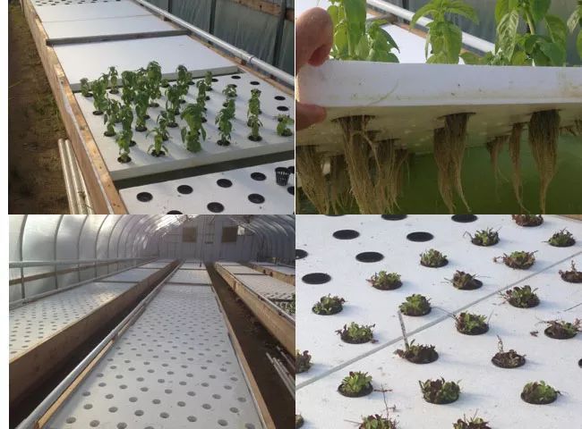 泡沫箱也是适合用来制作育苗的容器,泡沫板可以切割成一小块,可以隔开