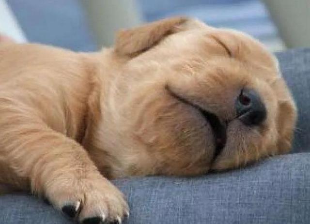 明明很困,为啥狗狗晚上不睡觉老是在家乱走呢?