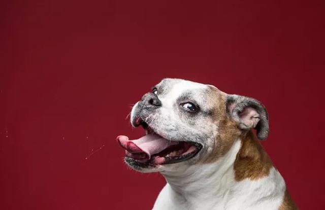 这里有一个特别爱狗狗的摄影师花了三年时间拍摄狗狗吐舌头卖萌的瞬间