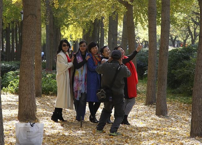 郑州市民发挥想象力 摆"pose"与银杏树合影