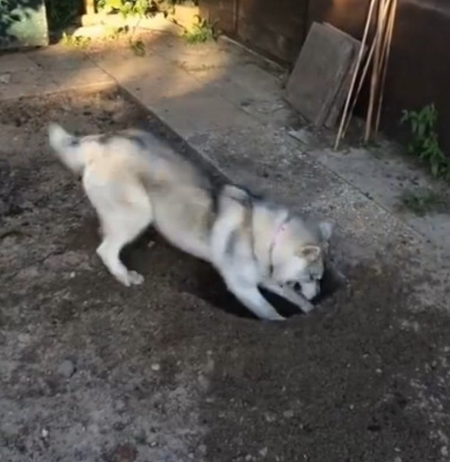 哈士奇在院落刨坑,主人暗地里观察,接下来这幕让她哭笑不得!