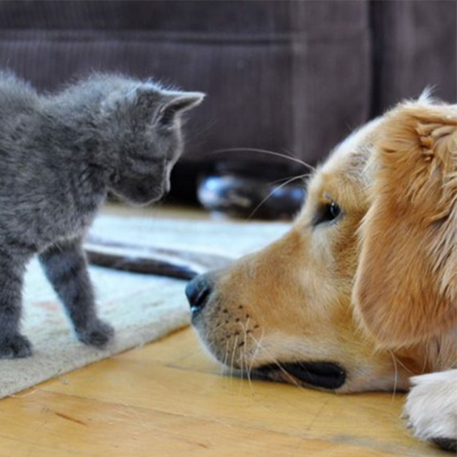 网友家中大金毛和猫咪组成超暖cp天天溺在一起撒狗粮