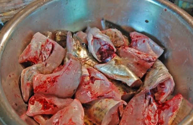 农村有一种鱼叫母猪壳是鱼中的珍品野生能卖到170一斤