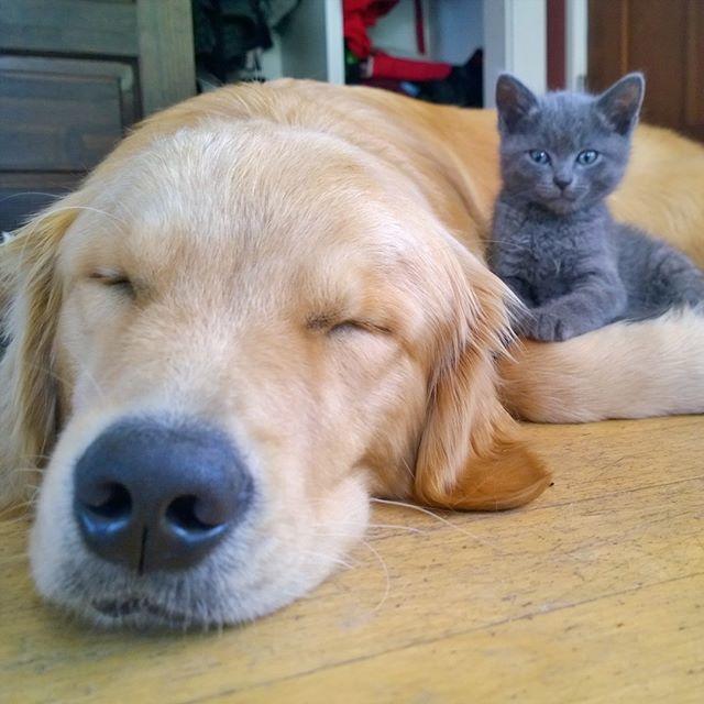 网友家中大金毛和猫咪组成超暖cp天天溺在一起撒狗粮