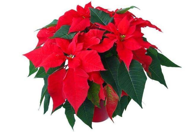 经常把花浇死那就养这几种不怕浇水的花任性浇水都不怕