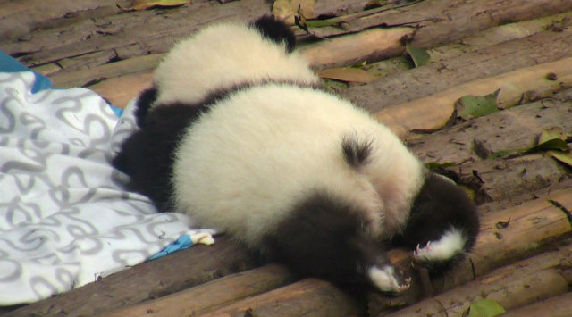 轻松一刻 熊猫界新时尚,小黑尾巴尖配白袜子