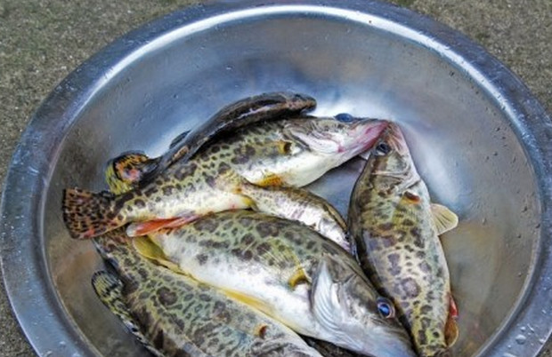 农村有一种鱼叫母猪壳是鱼中的珍品野生能卖到170一斤