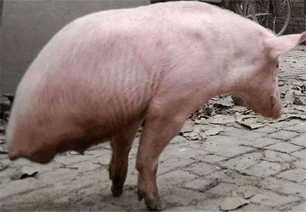农村"猪坚强"两条腿生存,主人拒绝高价卖出
