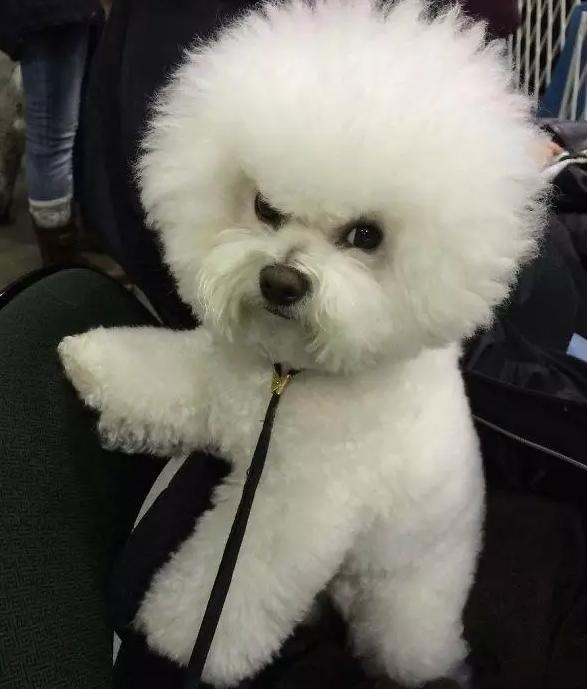 生气|狗狗|可爱_新浪新闻