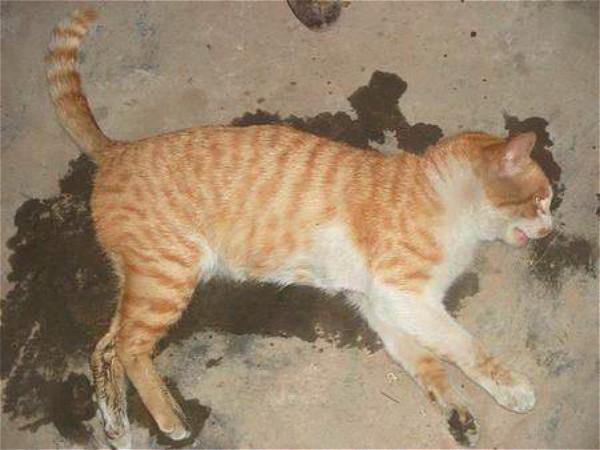 穷小子开车撞死了人姑姑说了几句话死者的老婆竟然非要嫁给他