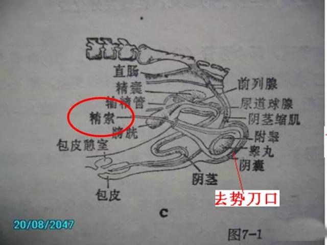 老兽医告诉你,公猪为啥要被“解决”吗?这里告诉你!