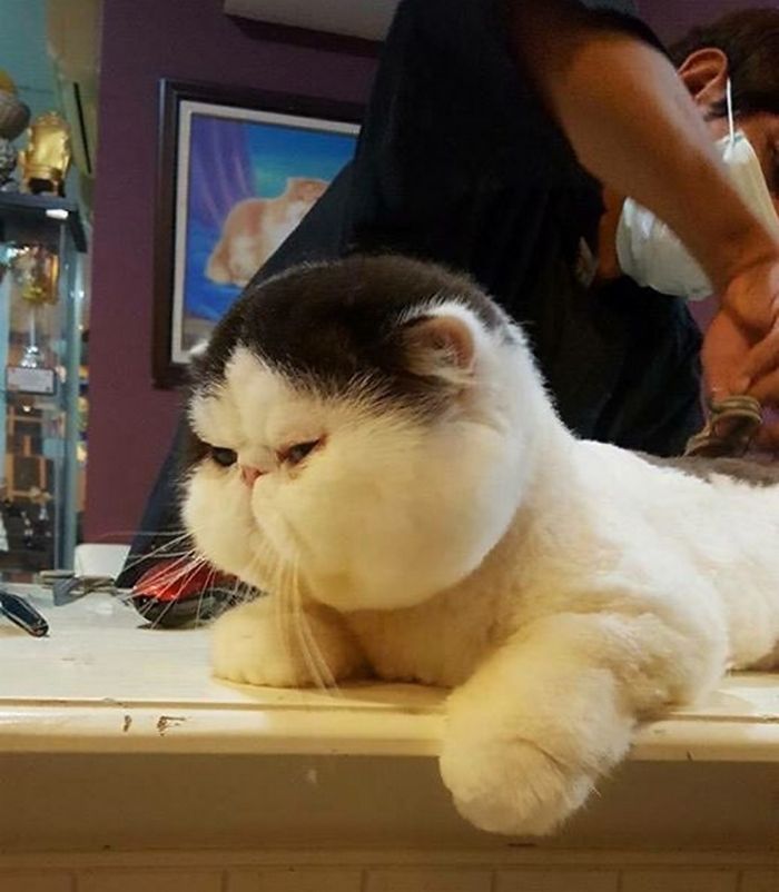 带着猫咪去美容,修剪完的大脸太萌了,圆嘟嘟的真想捏一把!