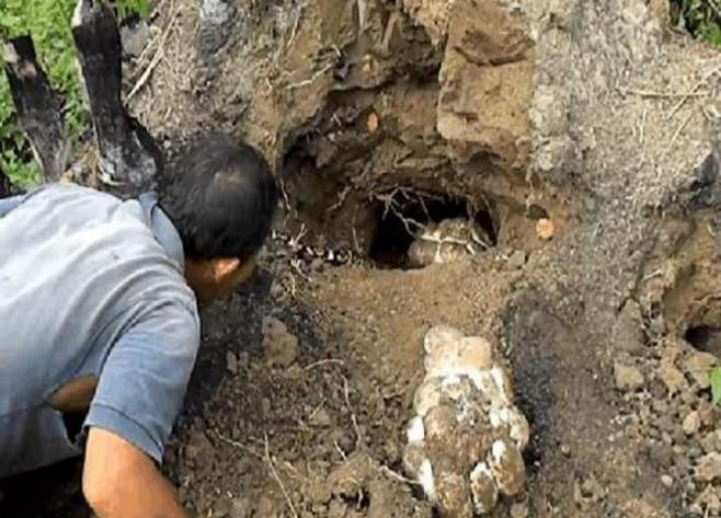 很快,父亲便在一个小土堆上发现了一个洞口,于是他趴在洞口观察了好