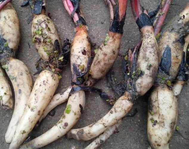 妈妈在家盆栽莲藕,颜值和实力并存,真是美食界的老大!