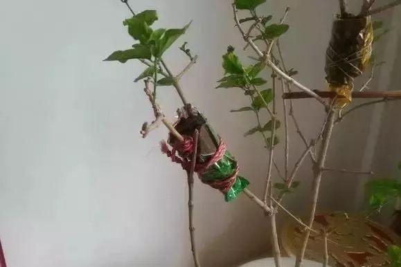 五种压条繁殖方法,快收藏起来,说不定以后能用上|枝条|植株|表皮_新浪新闻