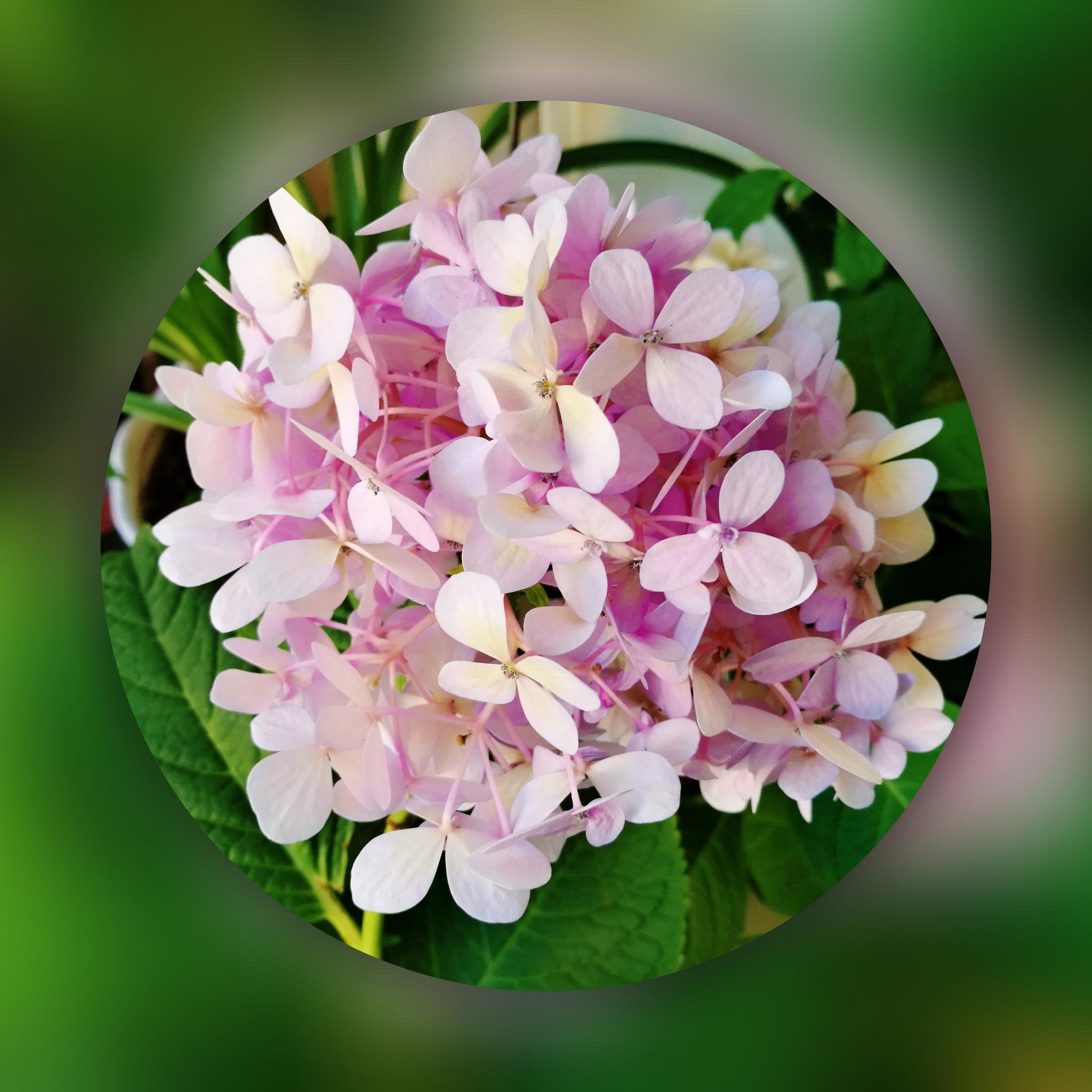 花团锦绣摄影人边走边拍