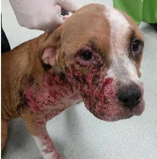 恐怖的真相是虐待可爱狗狗被残忍虐待