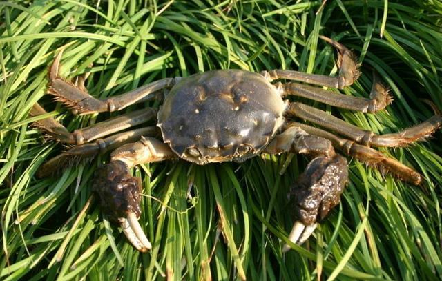 农村河蟹养殖,有一个好消息,一个坏消息