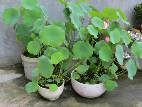 妈妈在家盆栽莲藕,颜值和实力并存,真是美食界的老大!