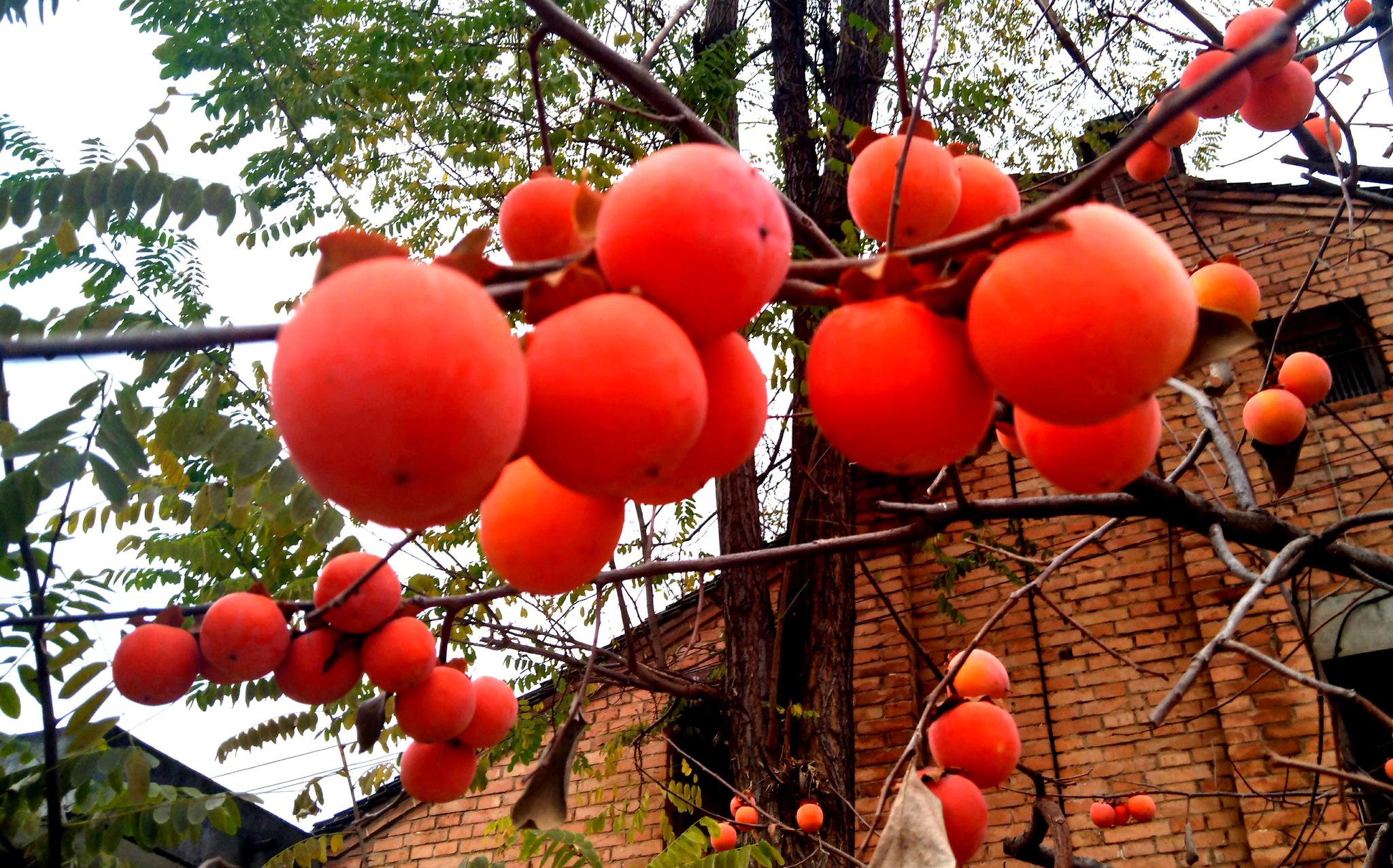 这几天农村房前屋后田埂地头的红柿子成了靓丽风景