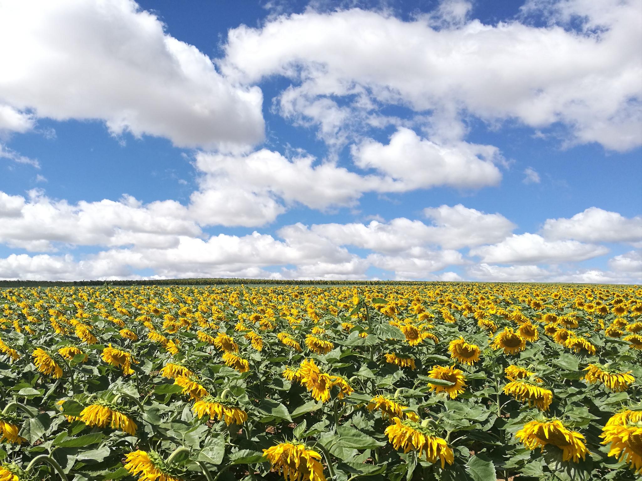 向日葵_蓝天白天葵花地