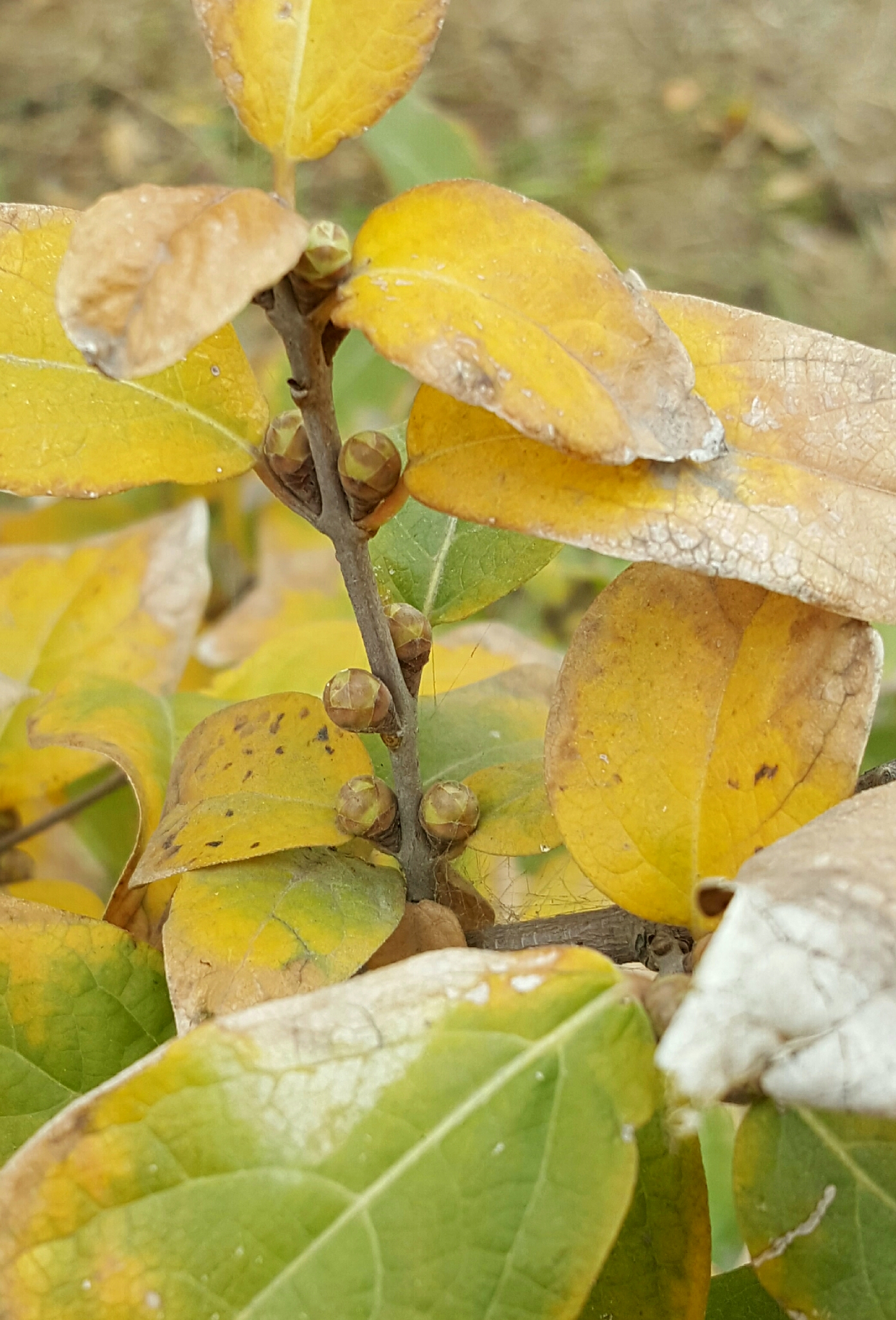 冬天来了春天还会远吗腊梅树上悄悄萌发的小花苞