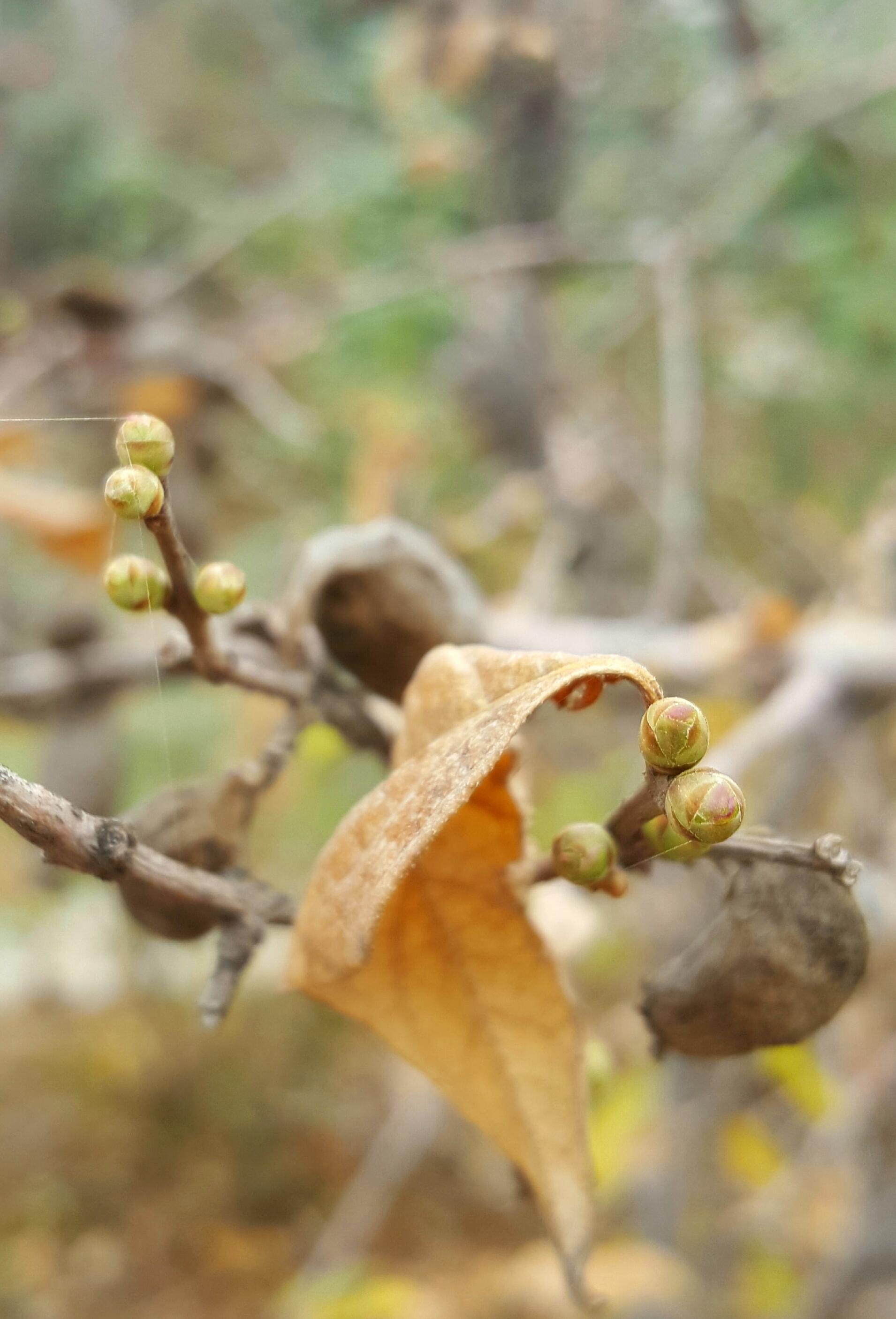 冬天来了春天还会远吗腊梅树上悄悄萌发的小花苞