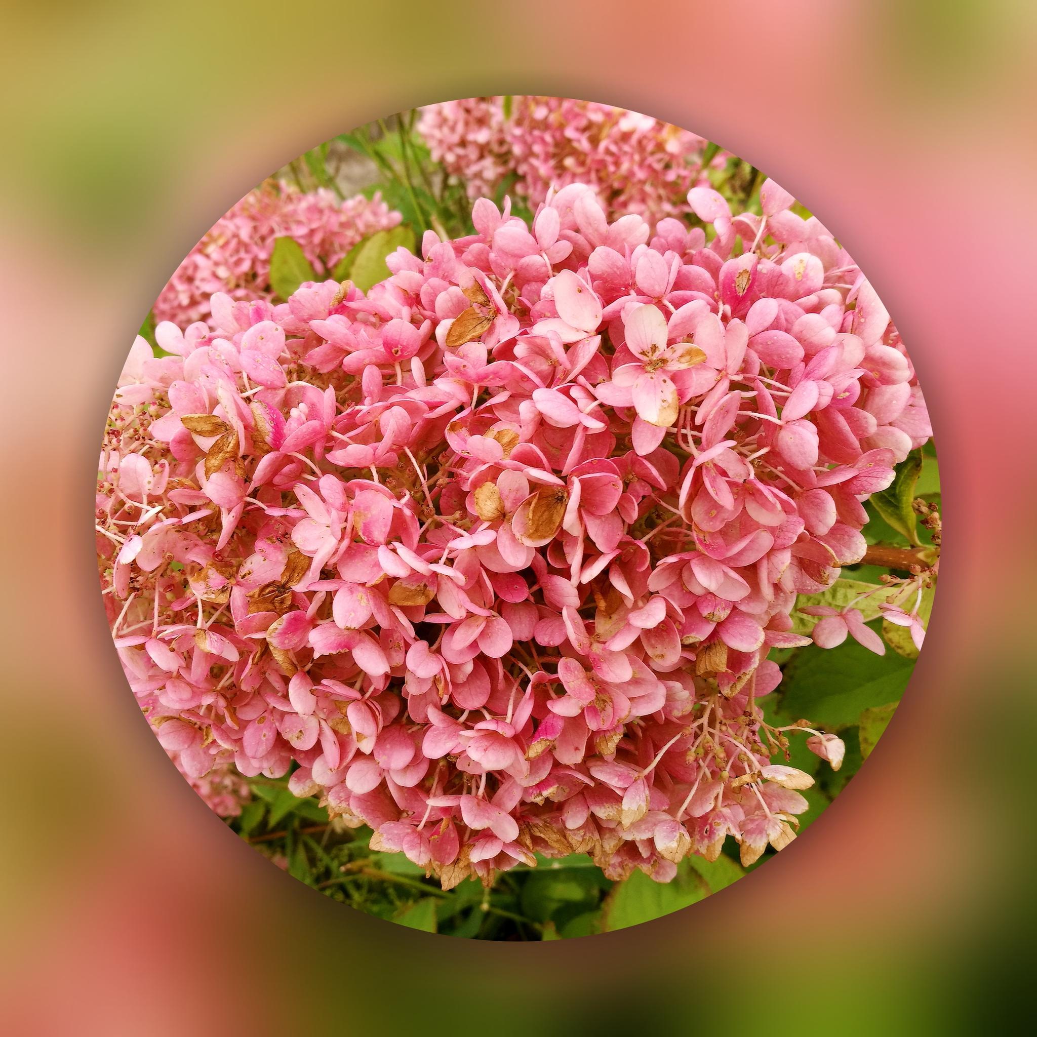 花团锦绣摄影人边走边拍