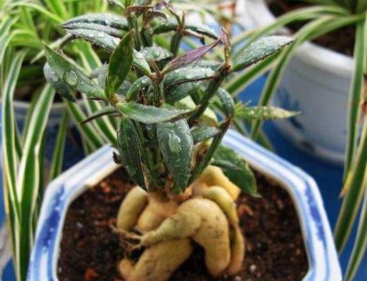 在家盆栽榴莲,长出来确实这样的,附近邻居都过来凑热闹