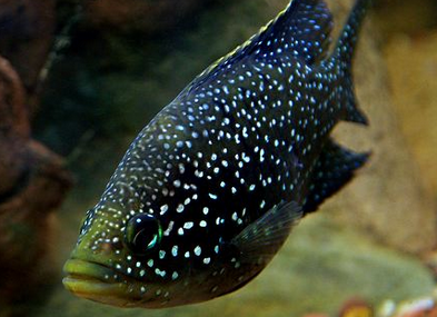 夜明珠鱼又叫珍珠蝴蝶鱼,银河战舰鱼