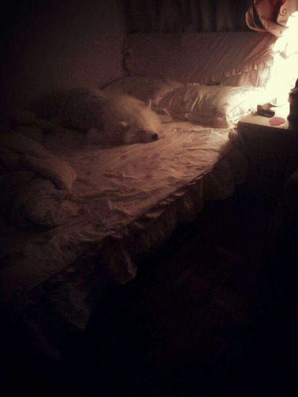 半夜被胖狗头挤醒,赶不走推不动失眠了,幸亏老妈神力救我于水火