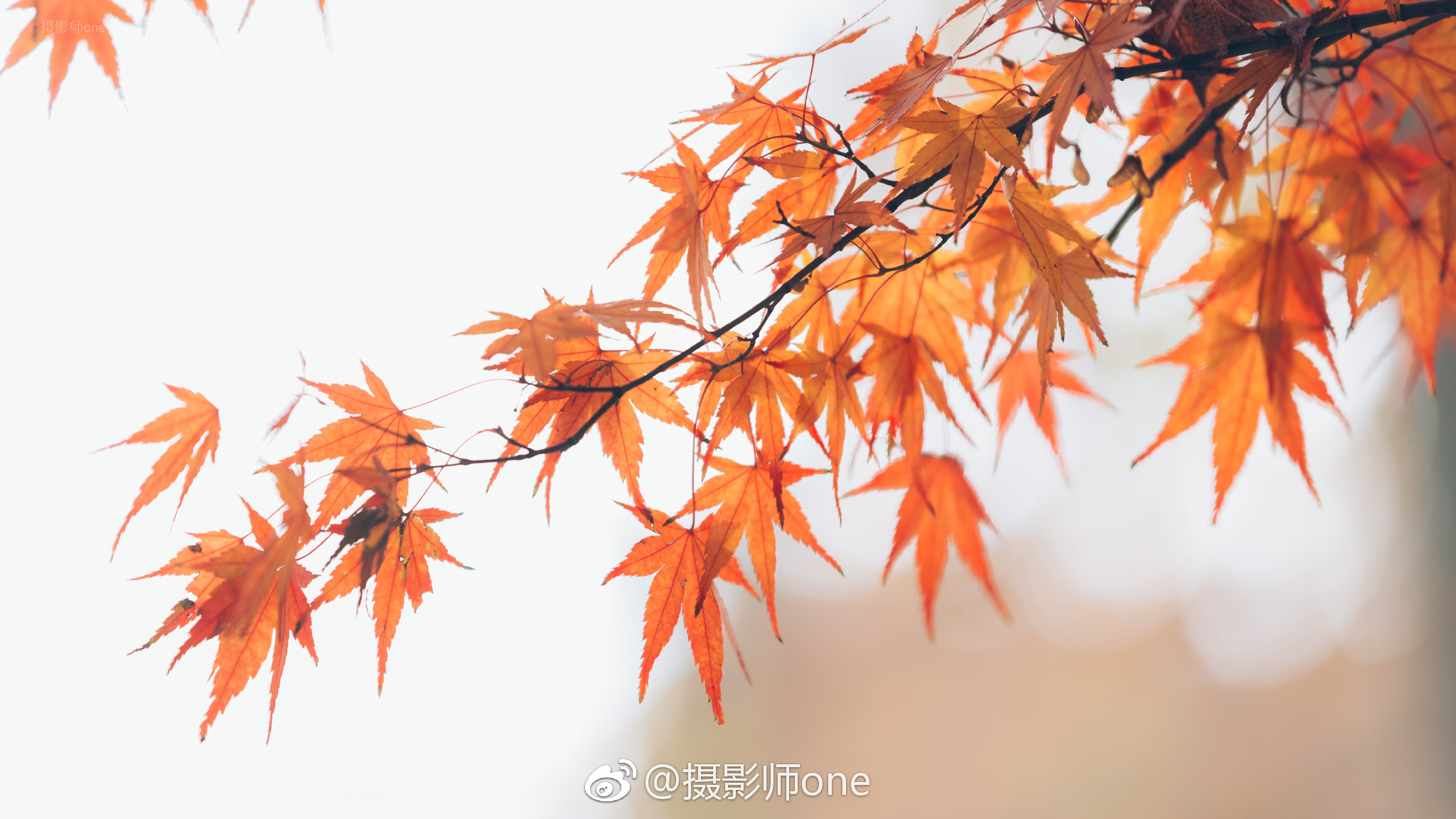 5处枫叶美景