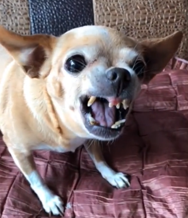 狗龇牙的图片丑的图片