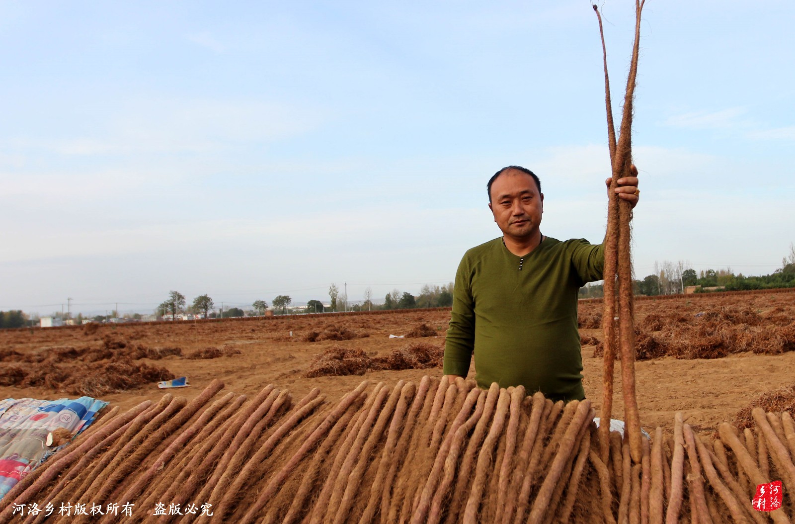 洛阳农民黄河沙滩种山药,称:年入百万很轻松