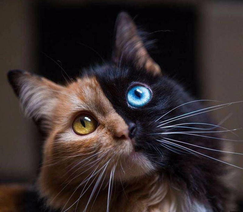 这只猫咪因阴阳脸成网红 据说它的眼可以通灵