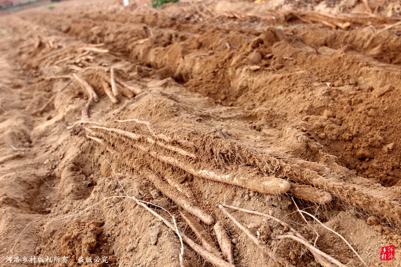 洛阳农民黄河沙滩种山药,称:年入百万很轻松