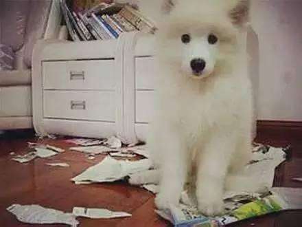 凑齐雪橇三傻是什么体验?