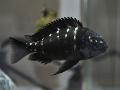 夜明珠鱼又叫珍珠蝴蝶鱼,银河战舰鱼