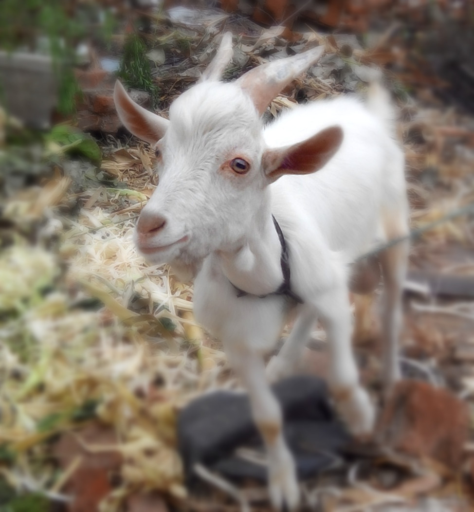 你见过这么萌的山羊吗?