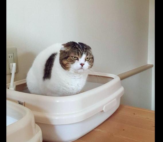 猫咪在新买的猫砂盆里上厕所|便秘|猫咪|猫砂盆_新浪网