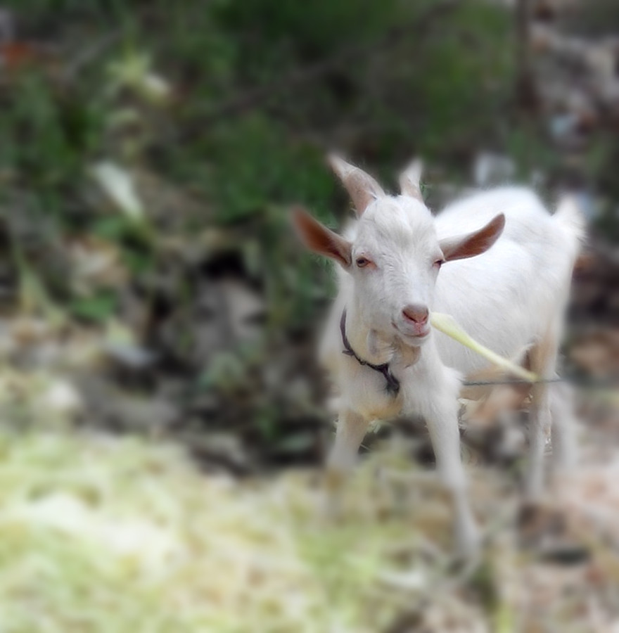 你见过这么萌的山羊吗?