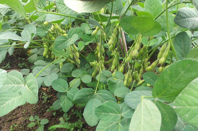 毛豆|农村|大豆_新浪新闻