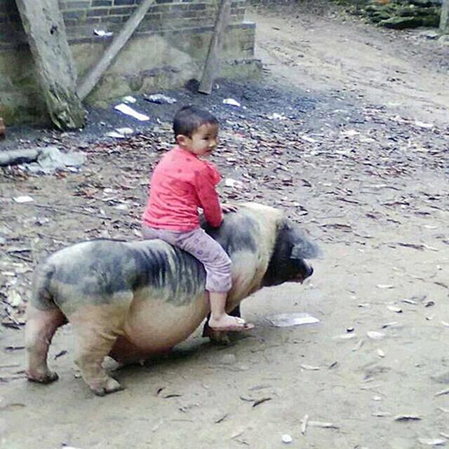 搞笑段子:农村娃,真会玩