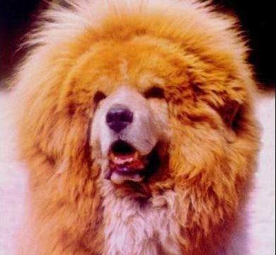 中国10大最有名的功勋藏獒，狮王当之无愧第一，咏江滨第二|江滨|狮王|藏獒|功勋|有名的_新浪新闻