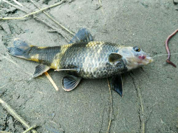 江河中已经很难看到它的身影后来得知此鱼学名叫华鳈又名花鱼,石鲫鱼